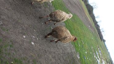 ekiz balali qoyun: Sağlam boğaz qoyunlar 9 başdı — 7