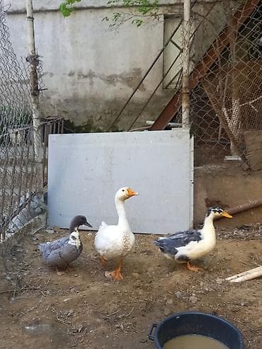 qazlar gəncə: Məişət quşları – qaz və ördəklər - Heyvanlar: 1 ədəd ağ qaz, 2 ədəd — 1