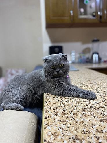 balaca cucə: Salam,5baladir,atasi sotland(sallaq qulaq)anasi britan(dik qulaq) — 8