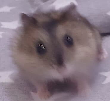 Kabrolar: Cırtdan hamsterlər – ev heyvanı 1 hamster 3Azn - Növ: cırtdan (dwarf) — 3