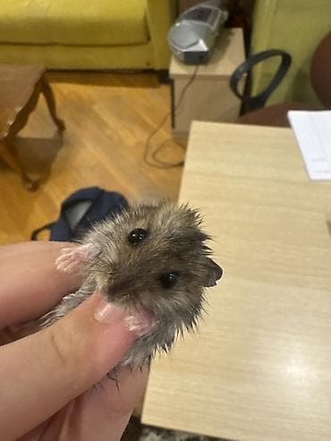 dovsan yemi: Cırtdan hamster – ev heyvanı - Növ: cırtdan (dzungar tipli) hamster - — 1