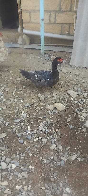 rengli quslar: Qiymət dişilərə aitdir. təmiz qan qara zümrüdü erkek 45 Lavanda — 6