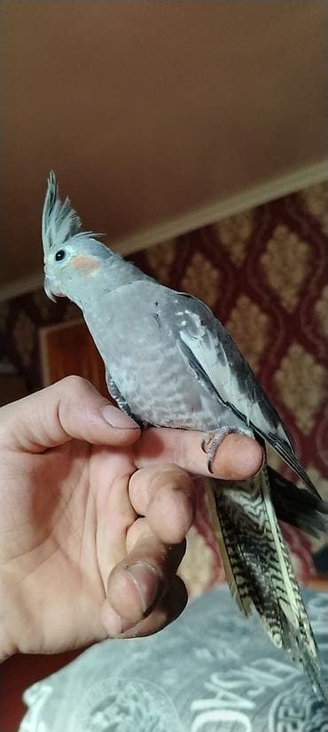 qoyun surusu satilir: Ele Oyremis quslardir hamsi hecbr problemsiz sağlam — 4