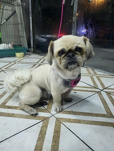 Pekines, 2 il, Erkek, Peyvəndli, Pulsuz çatdırılma