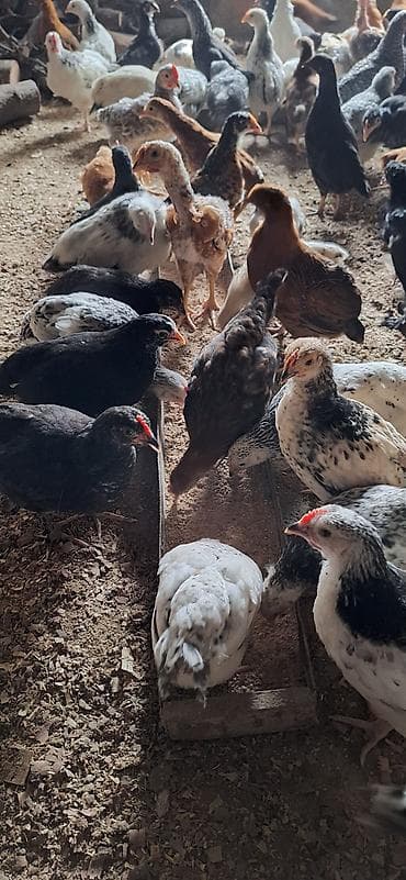 Toyuq cücələri, Damazlıq, Ödənişli çatdırılma lalafo.az -da Toyuq cücələri, Damazlıq, Ödənişli çatdırılma