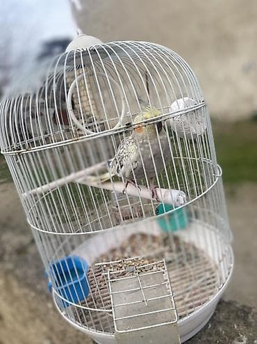 ereb ati satilir: Növ: Nimfa (cockatiel) – xallı rəngli Təsvir: - Ağımtıl-boz xallı — 4