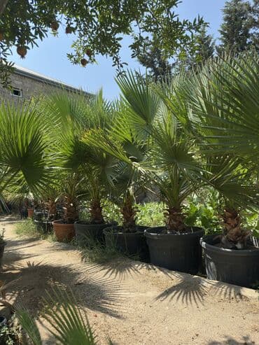 palma ağacı: Vaşinkton palmasi (qiymət 5 - 10 manat ) (500-550 dənə var ) Böyuk — 8