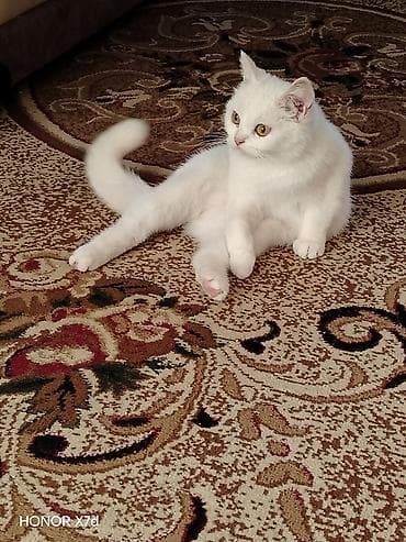 Кошки: Ağ tüklü sarı göz Van Kedisi cinci ev pişiyi - Tam ağ rəngli, yumşaq — 5