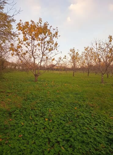 sabuncu rayonu: 10 sot, Kənd təsərrüfatı, Mülkiyyətçi, Kupça (Çıxarış) — 2