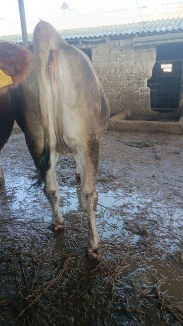 smental inekler: Bu duye satilir . 5 ayi ayin 18 I tamam olur yoxlatmiwam ata Simmental — 3