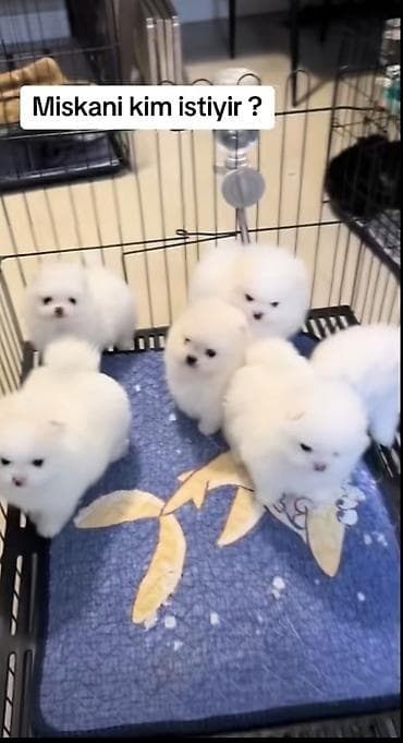 Şpitz, 1 ay, Dişi, Peyvəndli, Pulsuz çatdırılma