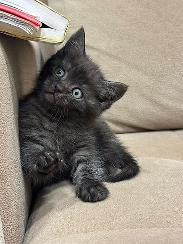 pişik üçün tualet: Britan — 9