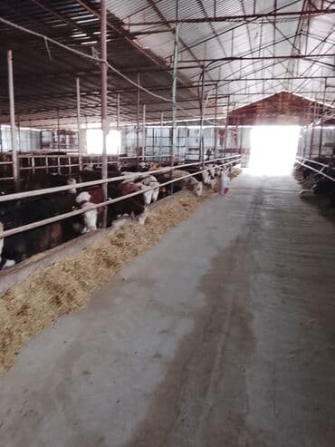 cins ineklerin satisi 2018: Hereford tipli ətlik danalar – fermadan - Şəkildəki bağlamalı fermada — 15