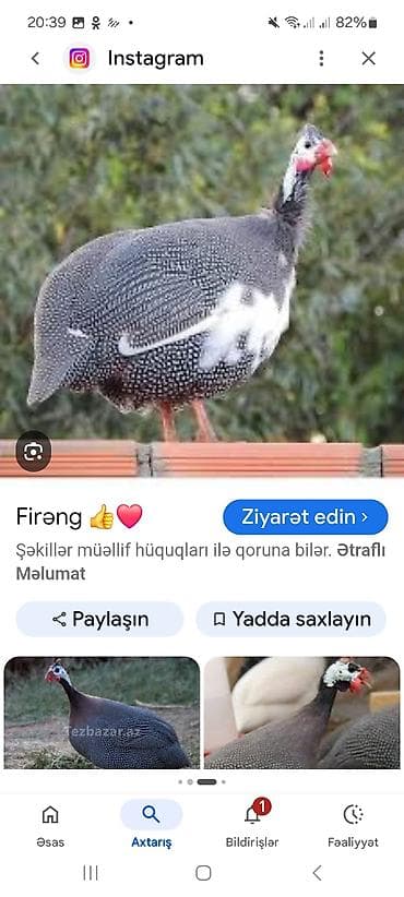 Toyuq, Damazlıq