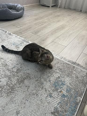 ipək qurdu: Dişi, Yaxşı əllərə, Ünvandan götürmə — 1