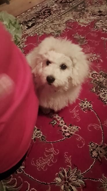 barter itle: Bişon Frize — 1