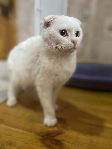 siam pişiyi: Şotland yastı qulaq — 3