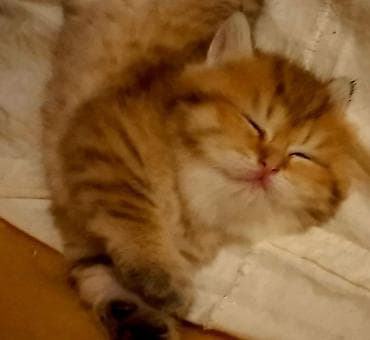 Dişi, Yaxşı əllərə, Ünvandan götürmə