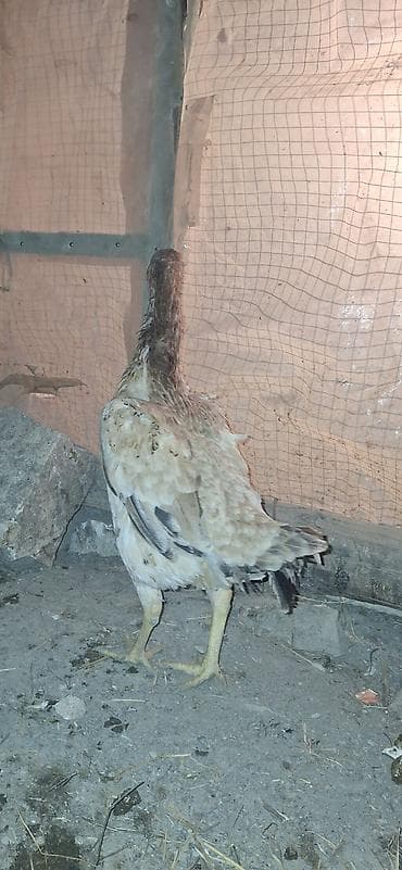 cins buzovların satışı: Toyuq, Damazlıq — 10