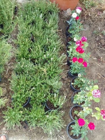 helba bitkisi faydaları: Həmişə yaşıl — 13