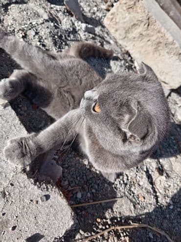 Şotland, Dişi, Ünvandan götürmə