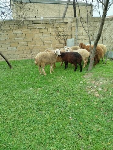 şahmerdan epimedyumlu macun kullanan erkekler: Məhsul: Qoyun bu quzular Təsvir: - Şəkillərdə müxtəlif rəngli (ağ — 2