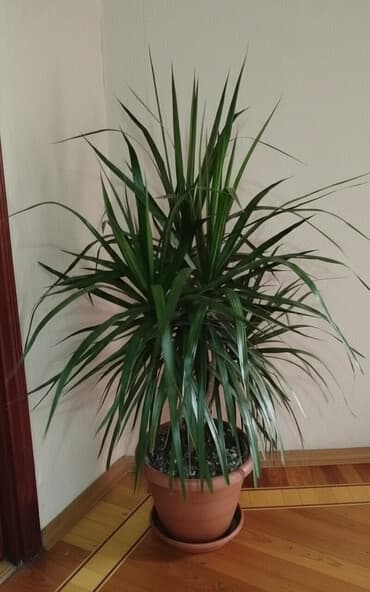 Buket güllər: Səhifədə olan digər elanları görmək üçün İlahə adının üzərindən sıxın❗ — 1