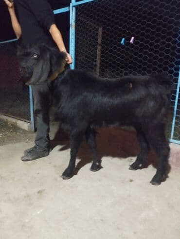 qoyun quzu nece yazilir: Yaş yarımlıq təmiz qan hələb təkəsi satılır isdəyən olsa vpda yazsın — 4