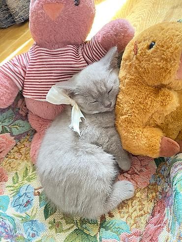 it pişik: Britan — 7