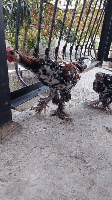 сколько стоит щенок чау чау: Rahibe toyuqlar Bir xoruz bir fere Sekide olur ikisi birlikde 50 — 4