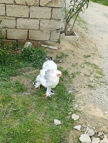 pitbull qiymetleri: 3 dənə xoruzdu Heç 1 yaşları yoxdu 2 si təzə banlamağa başlayıb biri — 7