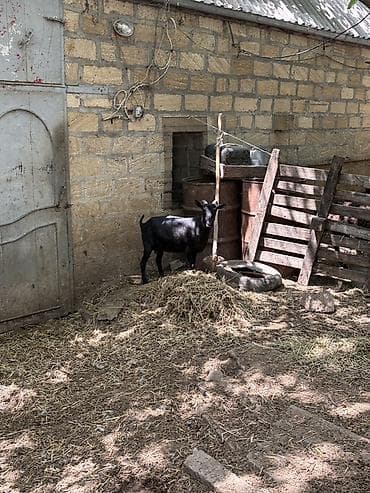 heyvan mal: Dişi, il: 1, Damazlıq, Ünvandan götürmə — 5