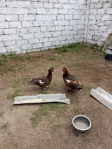 bildirçin yemi: 2dene ordey erkey maya öküz cinsi çut 80asaqi yeri var - Cins — 2