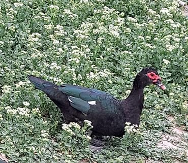 qaqa ördəyi: Erkək, Damazlıq, Pulsuz çatdırılma — 4