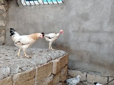 cins xoruz yumurtada banlayar: Toyuq, Yumurtalıq — 7