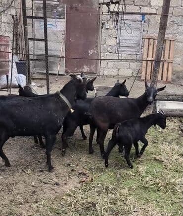 cins inekler azerbaycanda: Təmiz orginal murciyano keçiləri yetik boğazdılar 6 dənə keçidi — 9