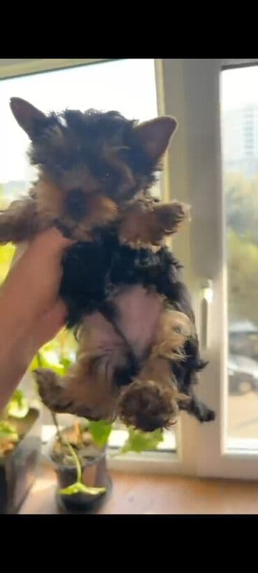 ördək bala: Yorkşir teryer, 3 ay, Erkek, Peyvəndli, Ünvandan götürmə — 5