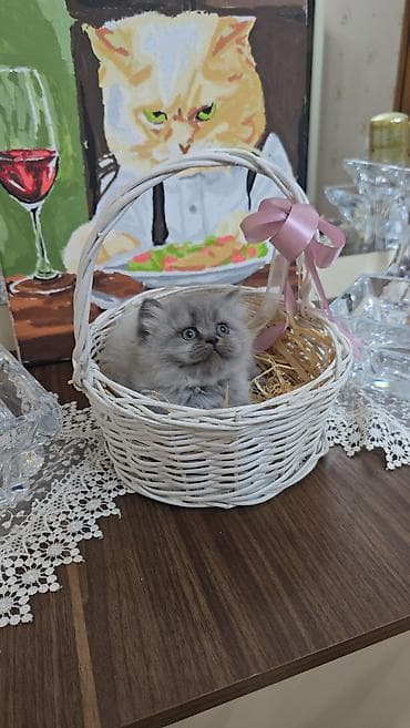 iri buynuzlu heyvan: Boz tüklü balaca pişik balası - Cinsə bənzər: uzun tüklü, yumşaq və — 3