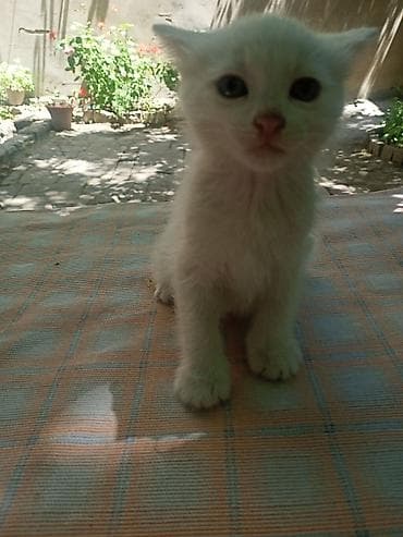 sibir pişiyi: Котята 40 дневные отдам бесплатно хорошие руки — 3