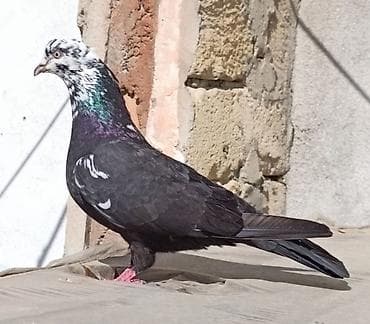 Göyərçinlər: Çilbaş satılır. Başı çıxan bilirki bu qiymətə çilbaş yoxdu. Son qiymət — 2