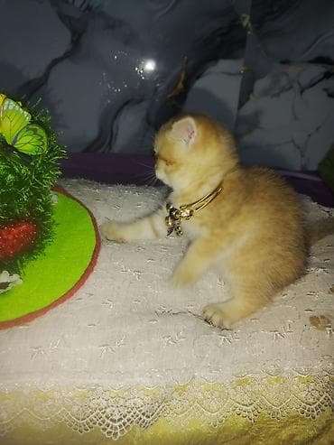 tovuz quwu: Britan — 10