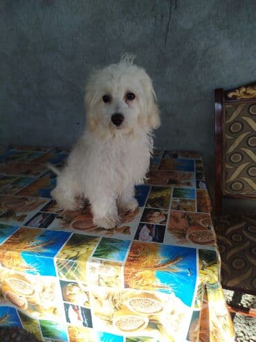 Malta bolonka, 7 ay, Dişi, Pulsuz çatdırılma