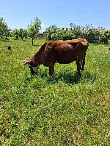 Dişi, Simental, il: 9, Südlük, Ünvandan götürmə