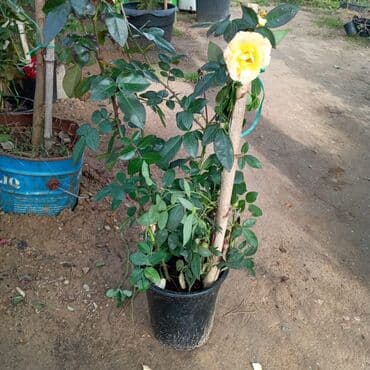 Gübrələr: Gül satsi Vathcapa yazın isdediyniz gülü ünvanda catraq Otaq gülleri — 1