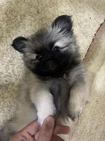 xasqi itləri: Şpitz, 1 ay, Dişi, Peyvəndli, Ünvandan götürmə — 1