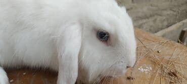 dovşan yuvasi: Dovşan. Ağ rəngli Holand lop dovşan - Cins tipajı: lop qulaqlı (aşağı — 3