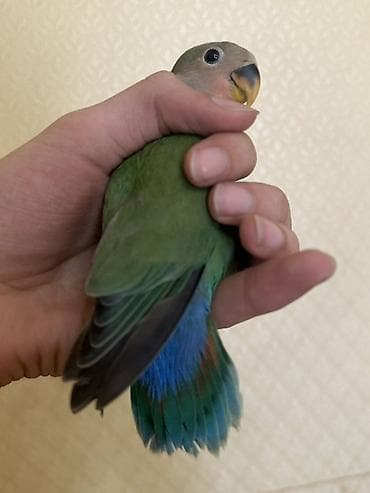 Salam 45 günlük baladı təzə yemə düşüb əl dişləməyi yoxdu