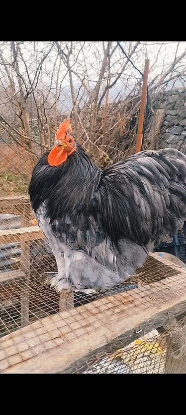 Xoruzlar: Salam Aleykum.Şəkildə Gördüyünüz Xoruz Satilir.10 ayliq Tam Aktivdir — 3