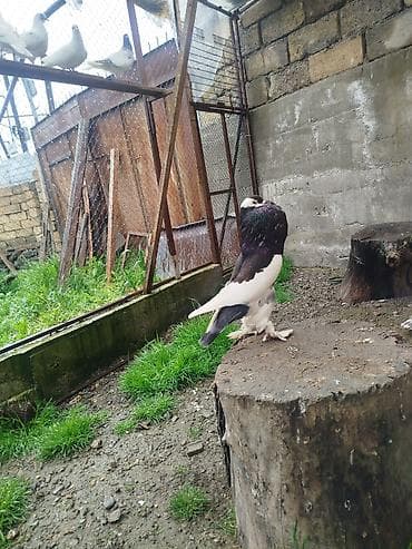 itlerin satisi ve qiymetleri: Cins: Şişin sinəli, tüklü pəncəli göyərçin . super damazliq şişman — 5