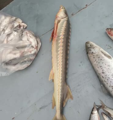 tap.az heyvanlar xacmaz: Hər növ dəniz balıqları mövcuddur balıq yağı qırmızı ikra qara ikra — 1